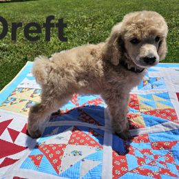 Dreft - Cream male Poodle puppy in Poplar Bluff, Missouri from Jazzy's Standards poodles
