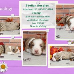 Tashigi - Red merle female Miniature Australian Shepherd puppy in Asheboro, North Carolina from Stellar Aussies