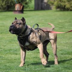 Locke - Perro de Presa Canario