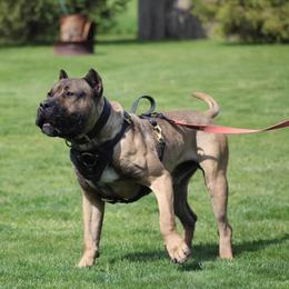 Locke - Perro de Presa Canario