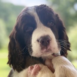 James - Liver and white male English Springer Spaniel puppy in Cookeville, Tennessee from AVE Springer Spaniels