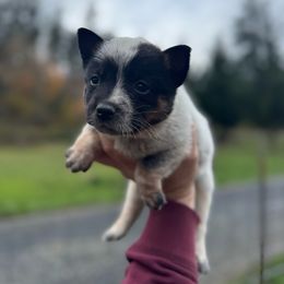 Daisy - Blue female Australian Cattle Dog puppy in Cottage Grove, Oregon from Heirloom Ranch