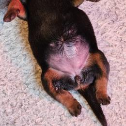 Barbie Vom Hause Pragacz aka futere Champ - Black and mahogany female Rottweiler puppy in Bartonsville, Pennsylvania from Karol's Rottweilers