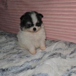 India - Black and tan parti female Pomeranian puppy in Angleton, Texas from Pomeranian Palace, LLC