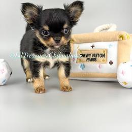 Monster - Black and tan male Chihuahua puppy in Anderson, South Carolina from Lil Treasures Chihuahuas