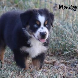 Monday - Black tri male Miniature Australian Shepherd puppy in Garden Plain, Kansas from Krazy K Aussies