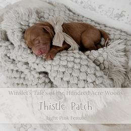 Thistle Patch - Red  female Goldendoodle puppy in Roanoke Rapids, North Carolina from Sweeter than Honey Doodles