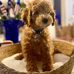 Henry - Apricot male Goldendoodle puppy in Lake Panasoffkee, Florida from Donnas Deluxe Doodles LLC
