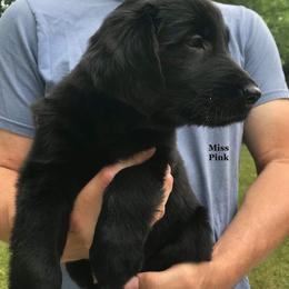 Flat-Coated Retriever Puppies from Blixthalka Flat-Coated Retrievers