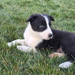 Trixie - Black and white female Border Collie puppy in Nampa, Idaho from D8 Ranch Border Collies