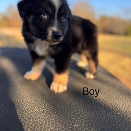 Boy 1 - Black tri-color male Australian Shepherd puppy in Big Sandy, Texas from Rocking S Ranch