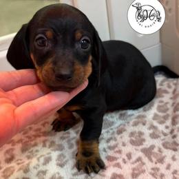 RED - Black and tan male Dachshund puppy in Dalhart, Texas from 806 Mini Doxies
