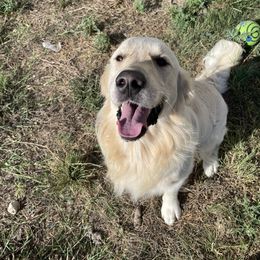 Colt - Golden Retriever