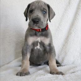 Honey - Blue female Great Dane puppy in Edinburg, Texas from Chestnut Great Danes