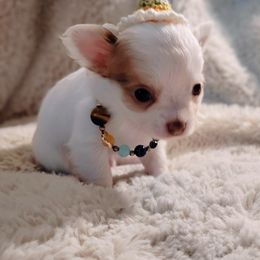 Chihuahua Puppies from ChibiChi