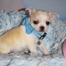 Deuce - Cream and white male Chihuahua puppy in Gloucester, Virginia from Charlotte's Web of Chihuahuas
