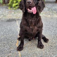 Boykin Spaniel and English Springer Spaniel All Grown Up from 31 Pines Springers & Retrievers