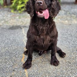 Boykin Spaniel and English Springer Spaniel All Grown Up from 31 Pines Springers & Retrievers