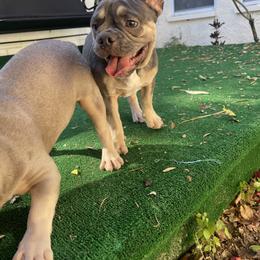 Goliath - Tricolors male French Bulldog puppy in Melbourne, Florida from cgo