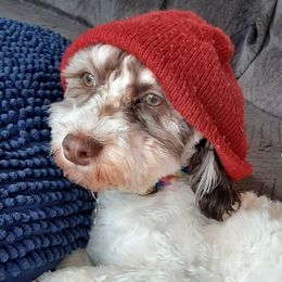 Havanese from Tracy M. Reed