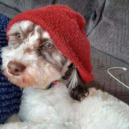 Havanese from Tracy M. Reed