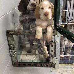 Spinone Italiano Puppies from Michigan Spinone