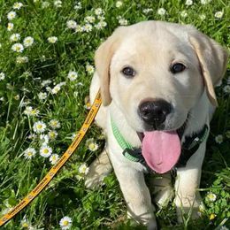 Labrador Retrievers from Regal Oaks Labradors