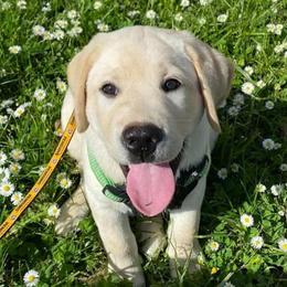 Labrador Retrievers from Regal Oaks Labradors