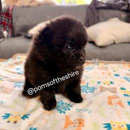 Varda - Black female Pomeranian puppy in Boca Raton, Florida from Poms of The Shire