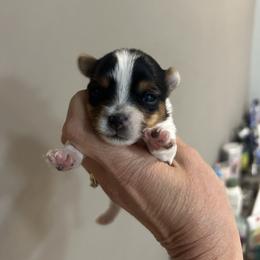 Parti boy 2 - Parti male Yorkshire Terrier puppy in Hot Springs, Arkansas from Weslynn Kennels