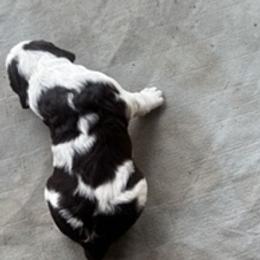Jett, who is largest pup. Male. liver and white.... Likes to be held and petted. - Liver and white male English Springer Spaniel puppy in Readstown, Wisconsin from Gunner Spaniel
