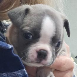 Pup5girl3(blue) our keeper - Blue female Boston Terrier puppy in Versailles, Indiana from Benhams Bostons
