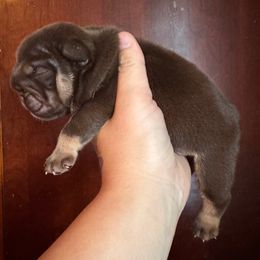 Bear - Chocolate tri-color male Bulldog puppy in Fort Oglethorpe, Georgia from Jhuntfrenchies