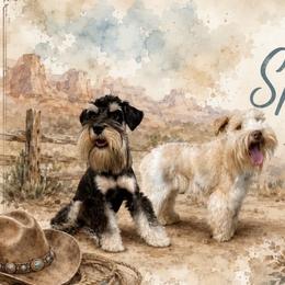 Miniature Schnauzer puppies from Hardcastle Family Schnauzer’s