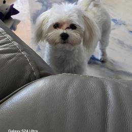 Boy 2 - male Maltipoo puppy in Brooksville, Florida from DeVall Maltipoos