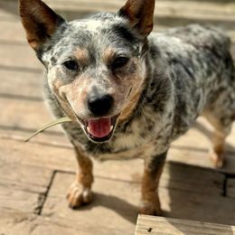 Cheeto - Australian Cattle Dog