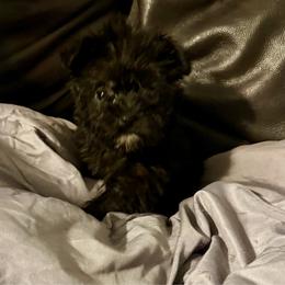 Boy 1 - Black and gold male Yorkshire Terrier puppy in Eddyville, Kentucky from Paw-Perfect Palace