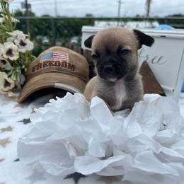 Gracie is spoken for - Black sabled fawn female Chihuahua puppy in Harlan, Iowa from Home Grown Chihuahuas From Iowa