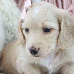 Dachshund Puppies from Caleb Ramer