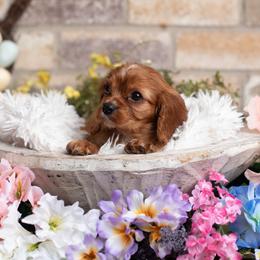 Ruby Boy 1 - Ruby male Cavalier King Charles Spaniel puppy in Grand Prairie, Texas from Westchester Cavaliers