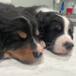 Bernedoodle Puppies from Cove Creek Companions