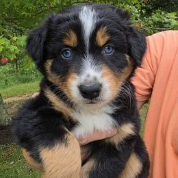 Dandee - Black tri-color male Australian Shepherd puppy in Makanda, Illinois from S.I. Aussie