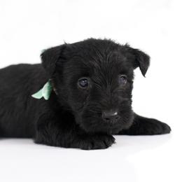 Cypress - Black male Scottish Terrier puppy in Stevens, Pennsylvania from K&M Kennel