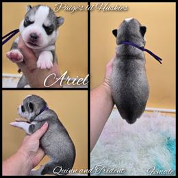 Ariel - Gray and white female Siberian Husky puppy in Bloomfield, Indiana from Paiges lil huskies