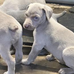 Silver boy 1 - Silver gray male Weimaraner puppy in Lancaster, Kentucky from Heavy Hollow Farm