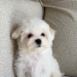 Max - White male Maltese puppy in Dallas, Texas from Lizeth's Pups