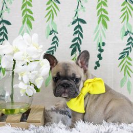 French Bulldog Puppies from Battery Creek Frenchies