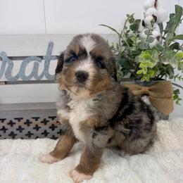 Mr. Lincoln - Merle male Bernedoodle puppy in Hegins, Pennsylvania from Bubbling Springs Doodles, LLC