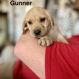 Gunner (Brown collar) Male (yellow) - Yellow male Labrador Retriever puppy in Moore, Oklahoma from Okiehuntinboyz Labrador Retrievers