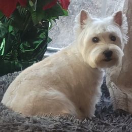 West Highland White Terriers from Suzy Foote Westies